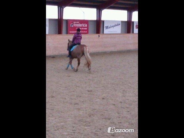 Haflinger Bosse *EUR* (Red) - Ridning:) 
Foto: Anne billede 9