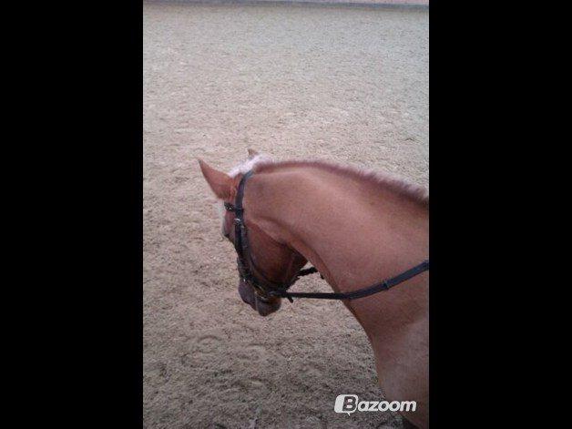 Haflinger Bosse *EUR* (Red) - Smukke hoved! en smule til bidet! dejlige pony!<3
Foto: Anne billede 10