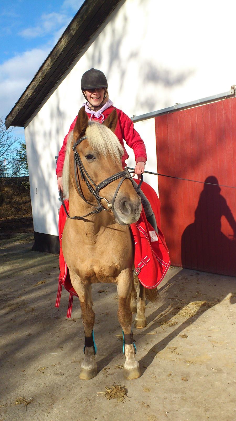 Haflinger Bosse *EUR* (Red) - De bedste tøser!<3
Foto: mig billede 11