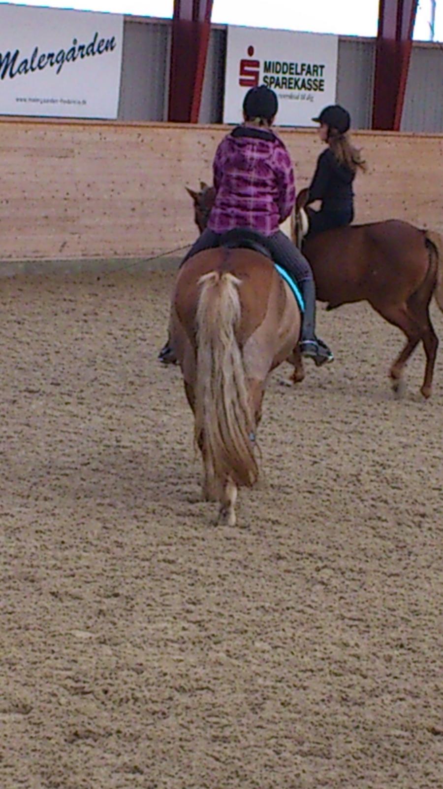 Haflinger Bosse *EUR* (Red) - Når enden er god, er alting godt! tak fordi i så med:)
Foto: Anne billede 20