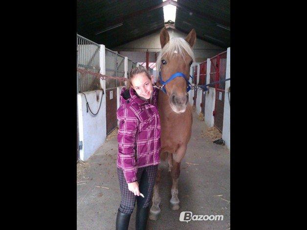 Haflinger Bosse *EUR* (Red) - Hygge i stalden:)
Foto: Anne billede 12