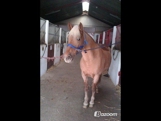 Haflinger Bosse *EUR* (Red) - Nuttede pony!<3
Foto: Anne billede 13