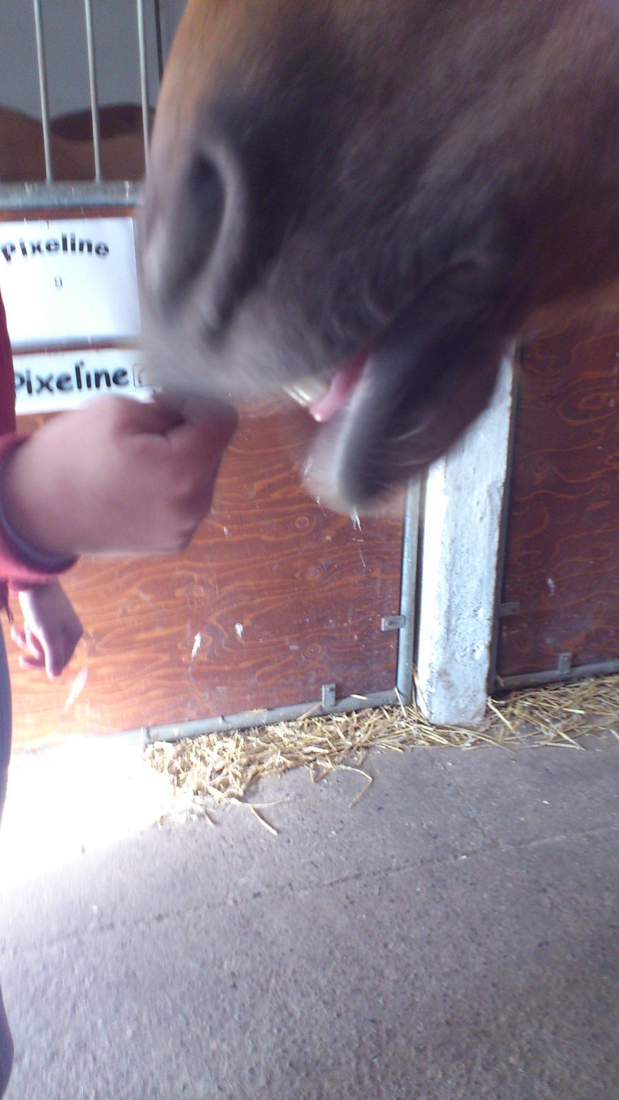 Haflinger Bosse *EUR* (Red) - Nappe nap xD
Foto: mig billede 14