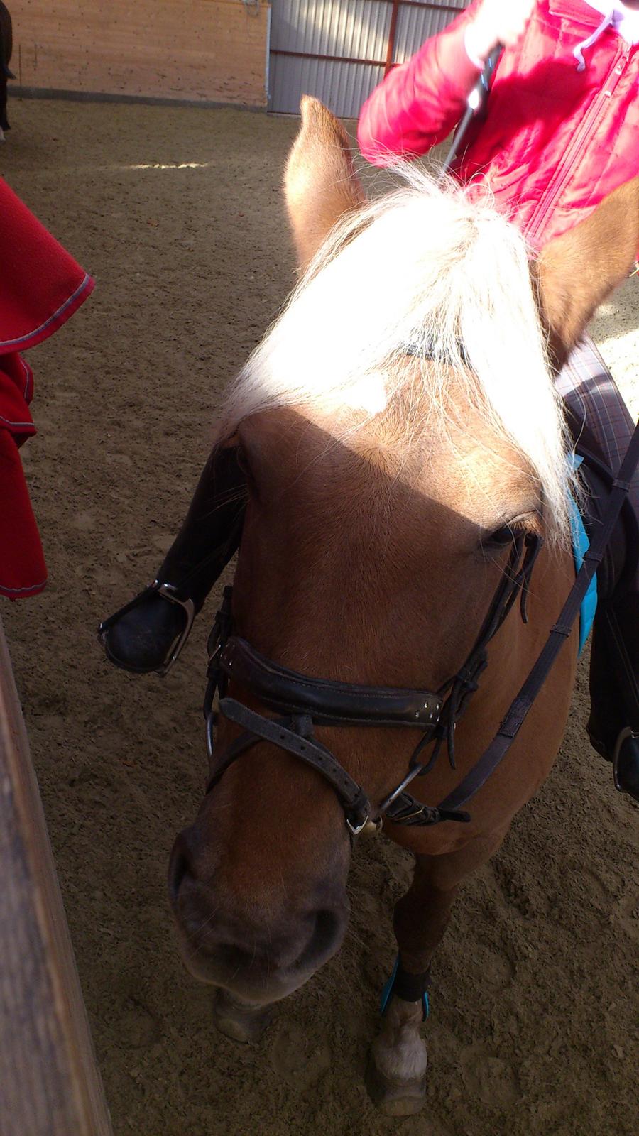 Haflinger Bosse *EUR* (Red) - Bosses smukke hoved!
Foto: mig billede 16