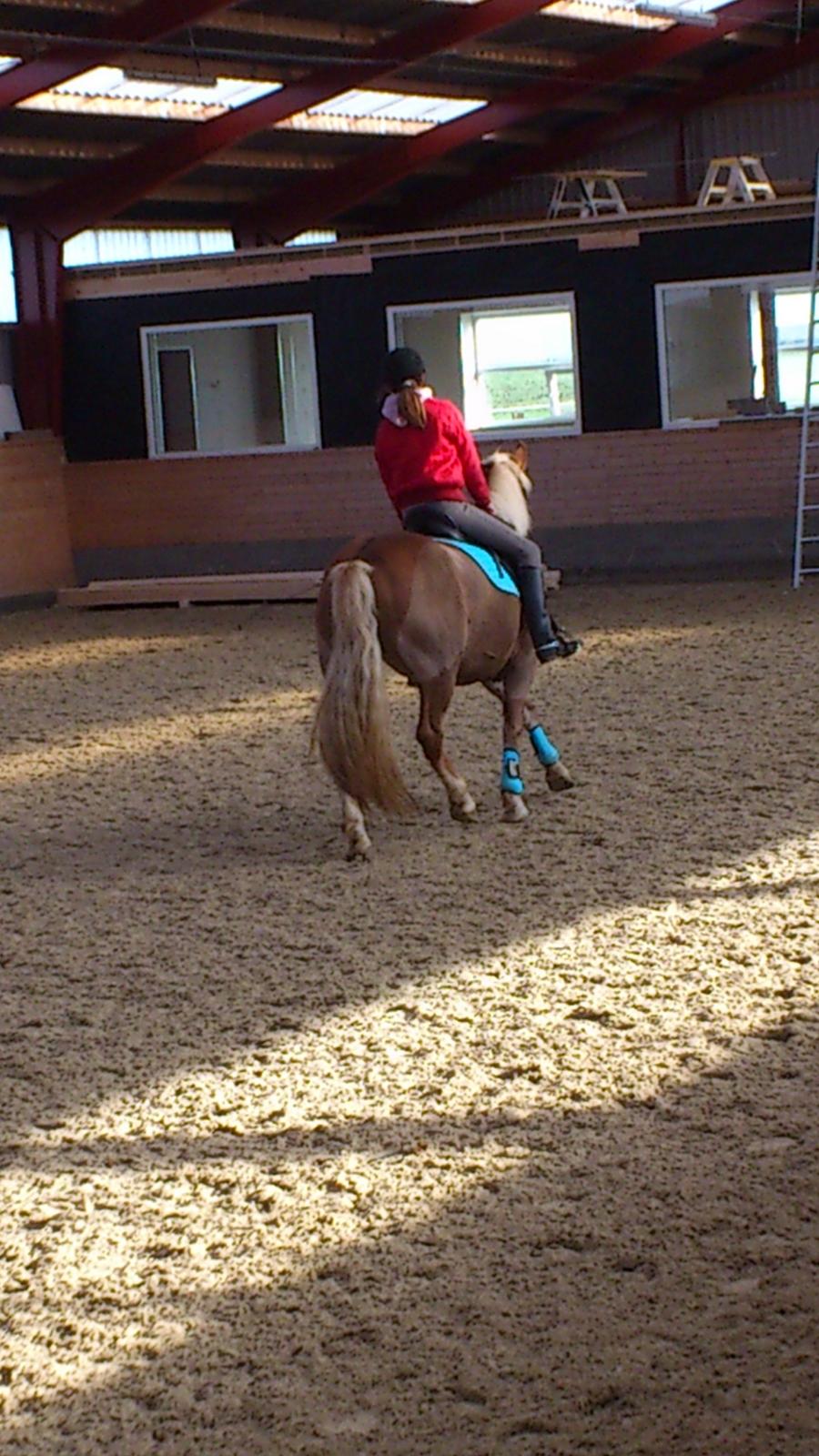 Haflinger Bosse *EUR* (Red) - Volte:)
Foto: mig billede 17
