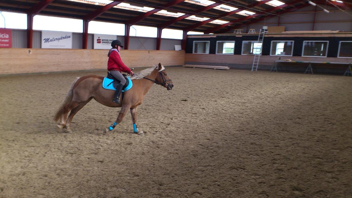 Haflinger Bosse *EUR* (Red) - Galop volte med Anne:)
Foto: mig billede 18