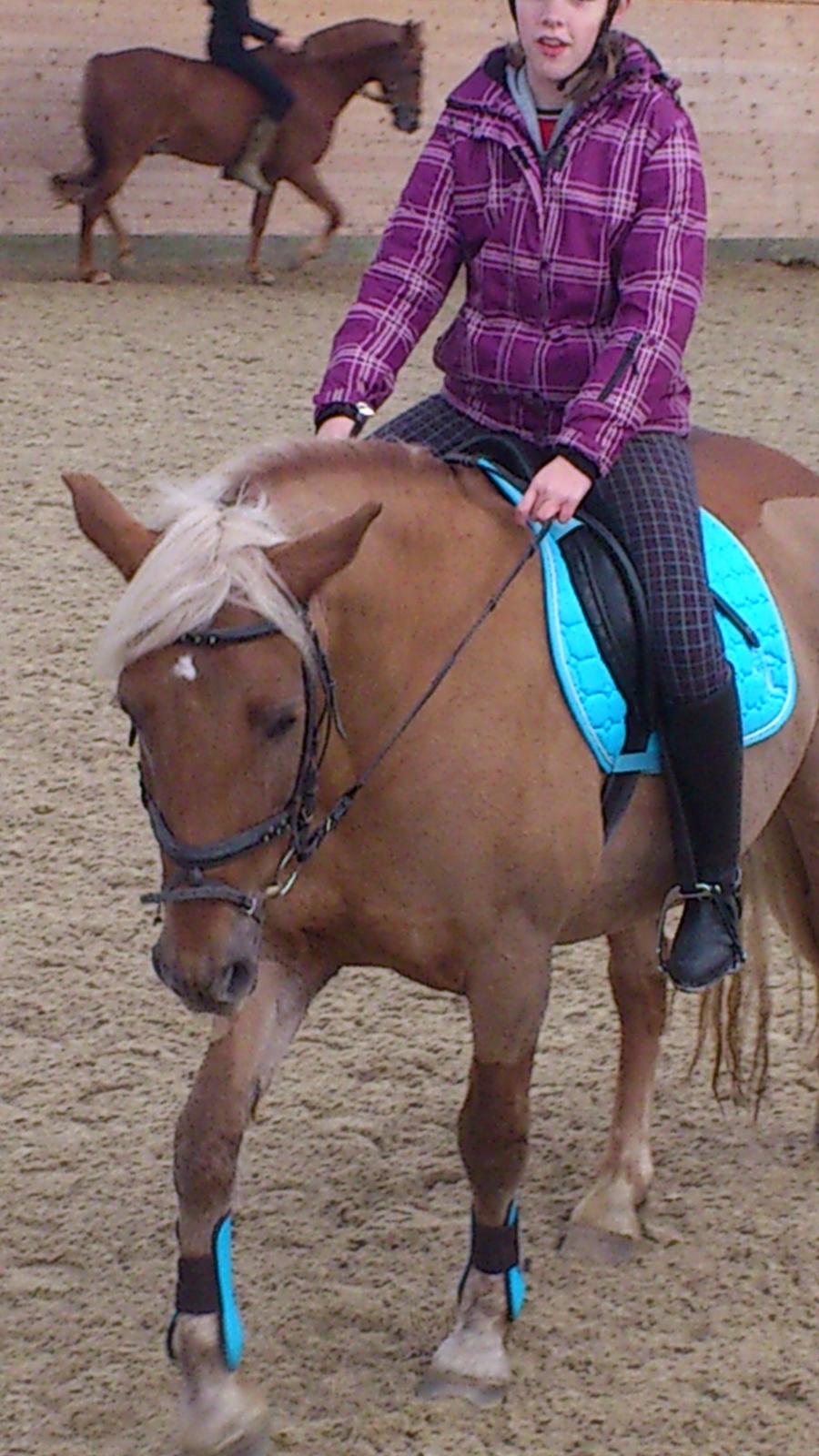 Haflinger Bosse *EUR* (Red) - Smukke trætte pony!<3
Foto: Anne billede 19
