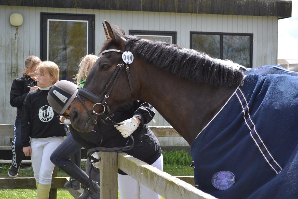 Anden særlig race Haahr's Cassio (Tidl. Lånehest) - Jeg savner dig hver dag minskat :-( <3 billede 19