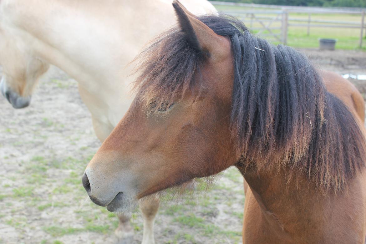 Welsh Mountain (sec A) Coco - Smukke føl'bøl. - Sommer 2012. billede 9