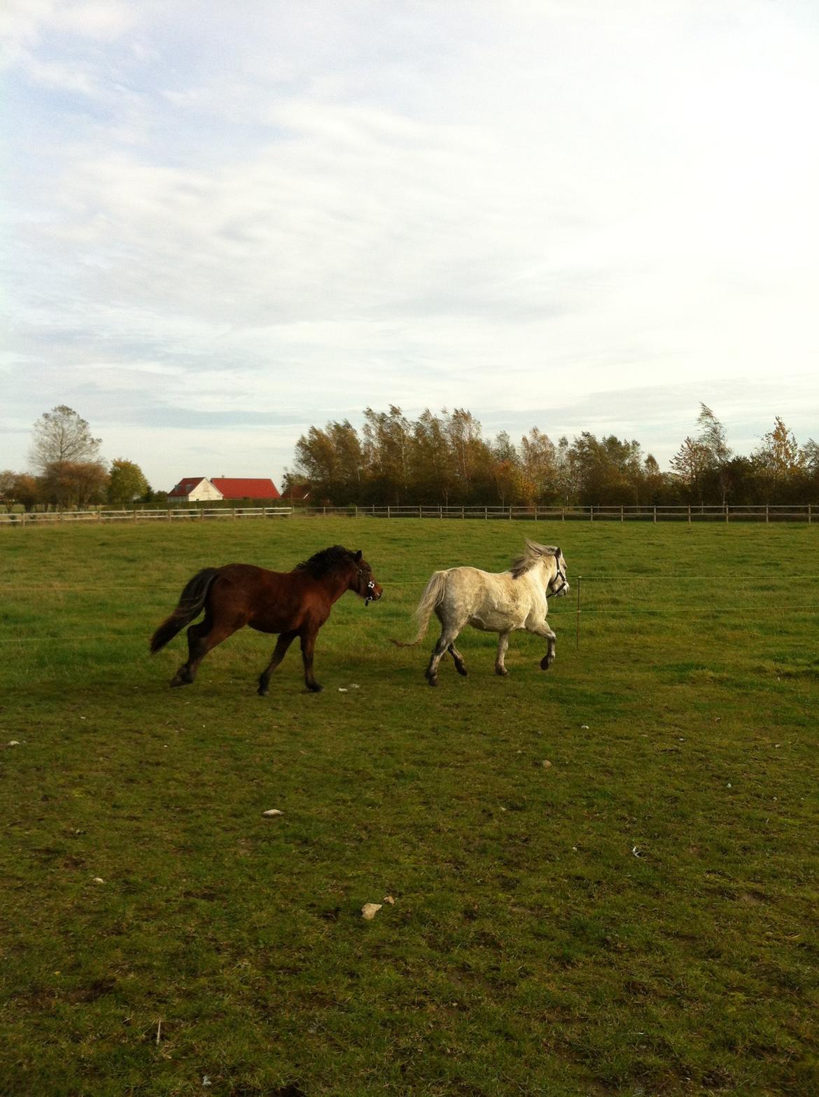 Welsh Mountain (sec A) Coco - Galoppere om kap med mor på folden. - Efterår 2012. billede 13