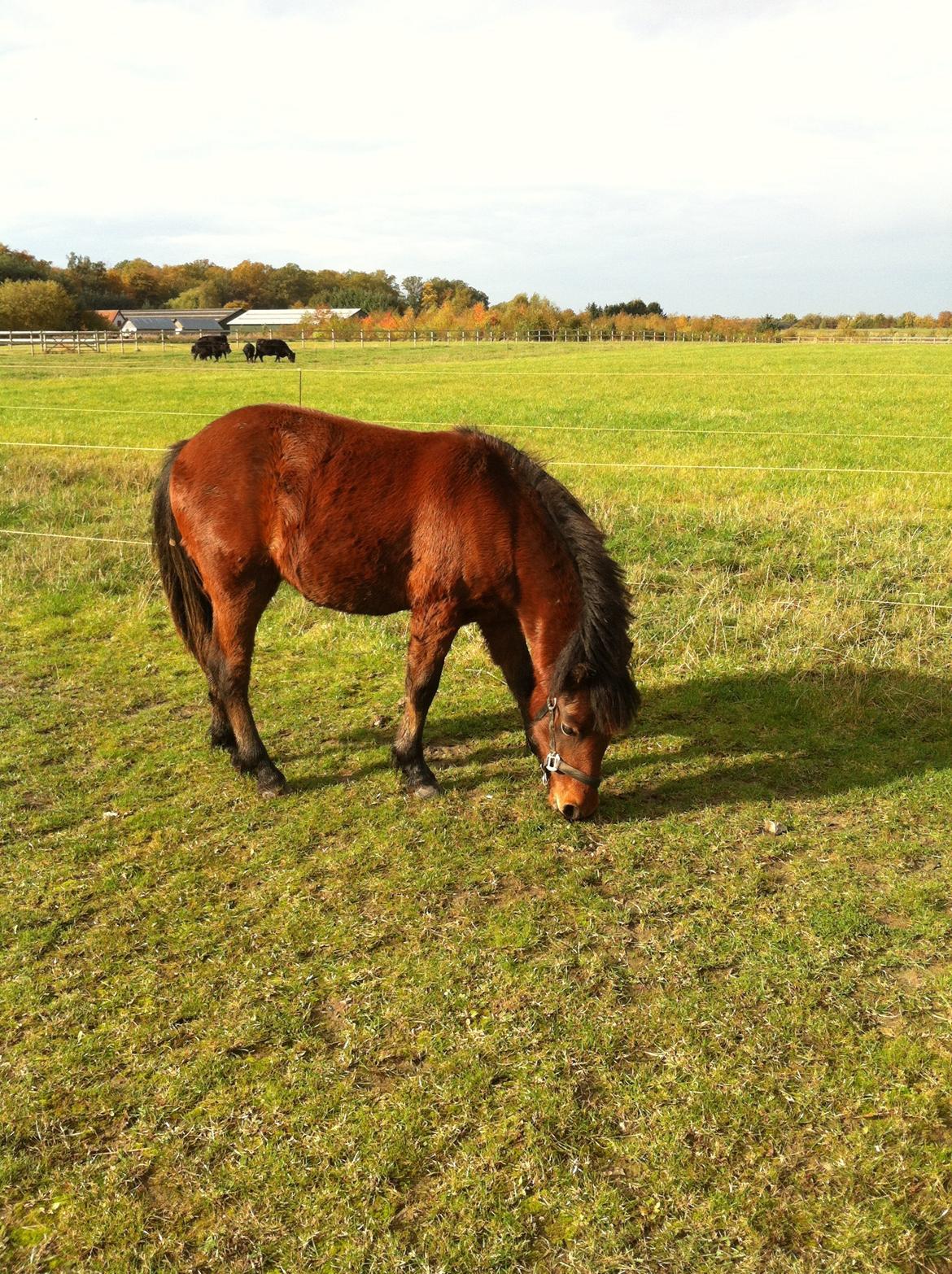 Welsh Mountain (sec A) Coco - Coco med vinter pels. - Efterår 2012 billede 15