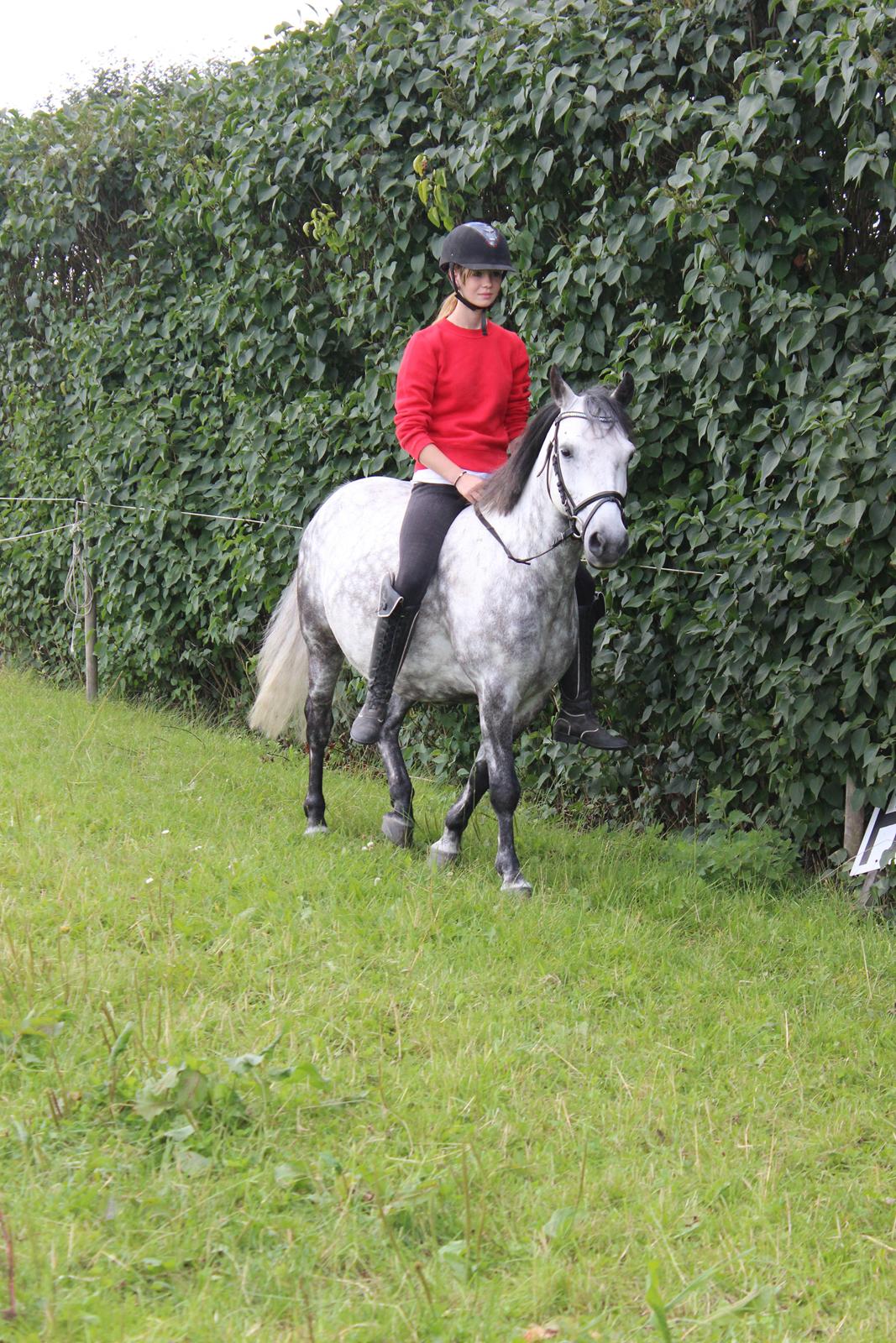 Anden særlig race Theis - VBP <3 billede 20