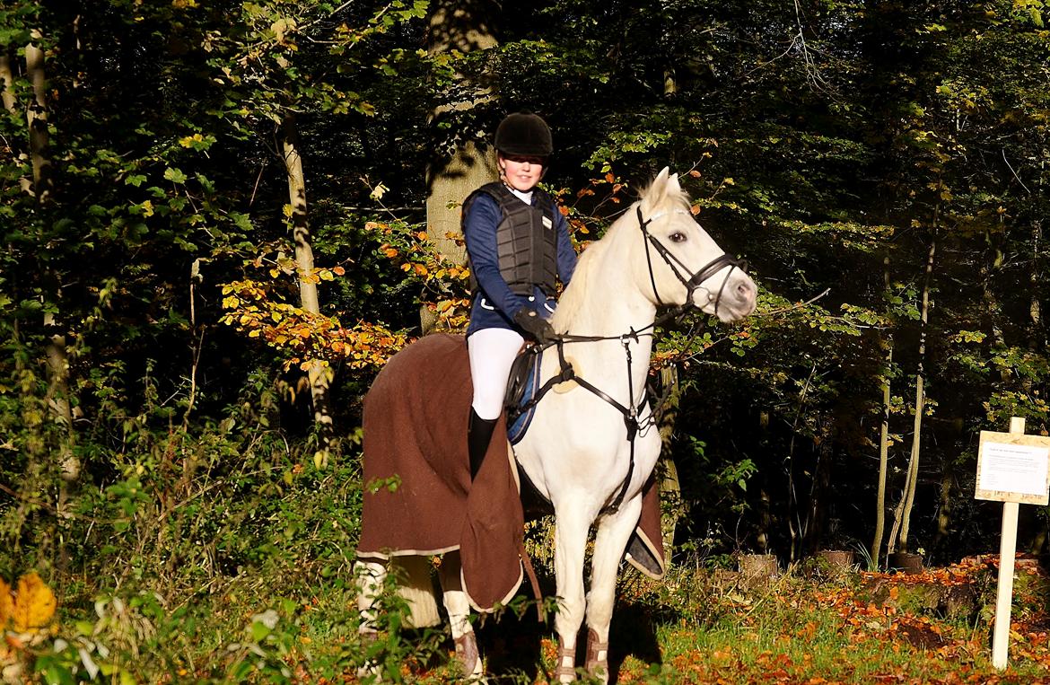 Connemara Vimmelgårdens Coco <3 - I Fredericia i minusgrad... billede 5