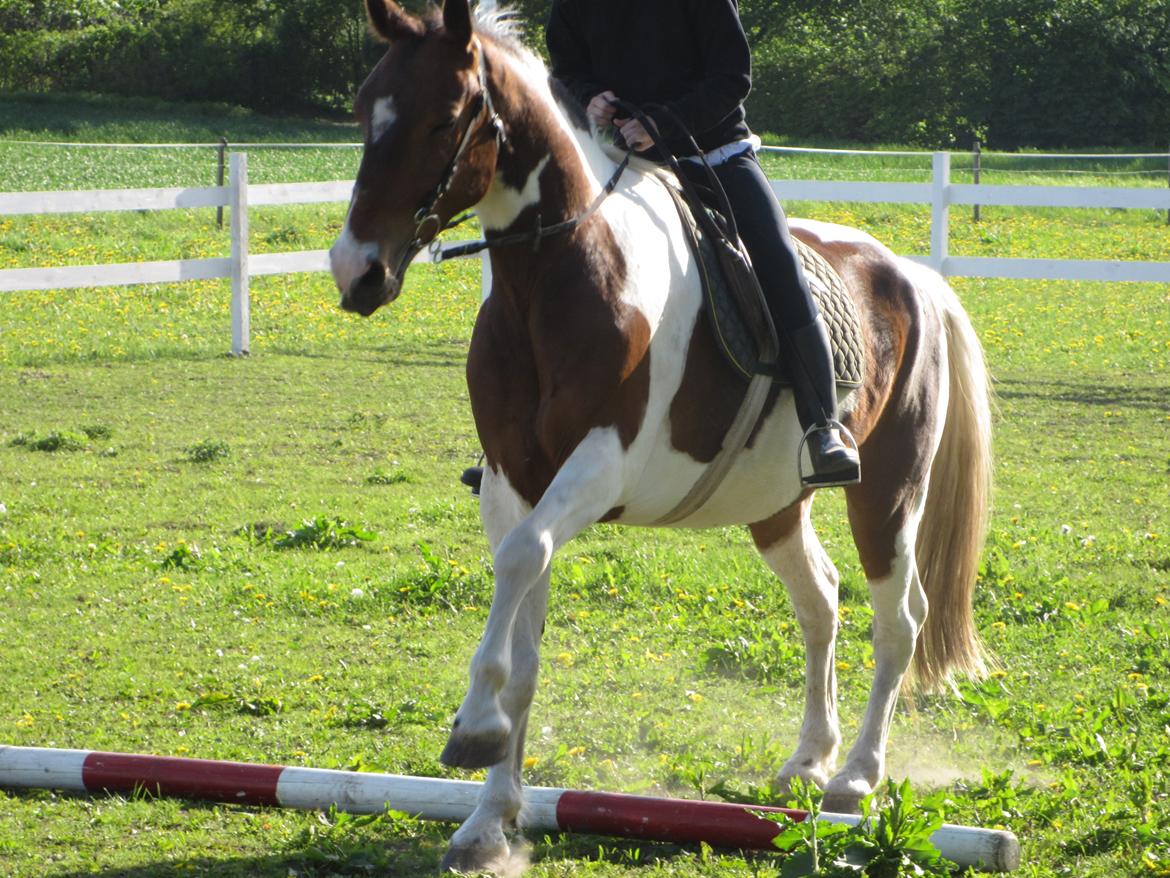 Pinto †Wivarto<3R.I.P 14/9-10;/† billede 17