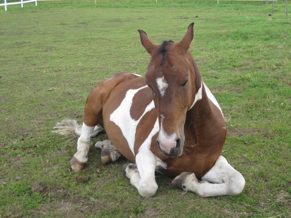 Pinto †Wivarto<3R.I.P 14/9-10;/† billede 19