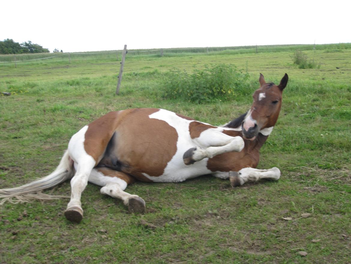 Pinto †Wivarto<3R.I.P 14/9-10;/† billede 20