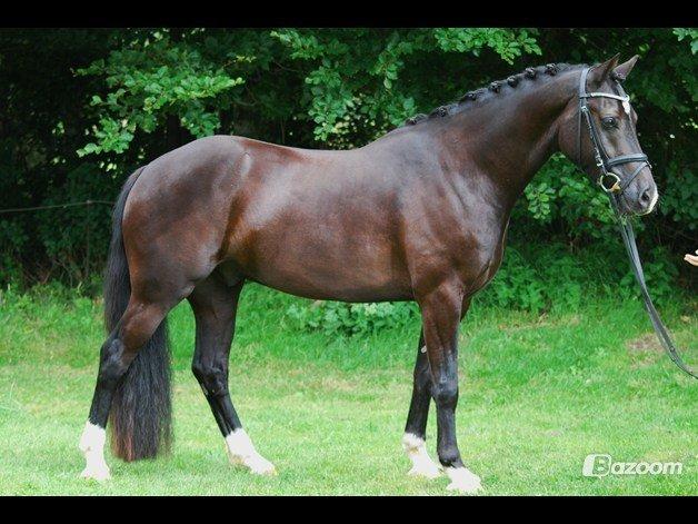 Welsh Cob (sec D) Fronerthig Brenin Arthur RIP billede 1