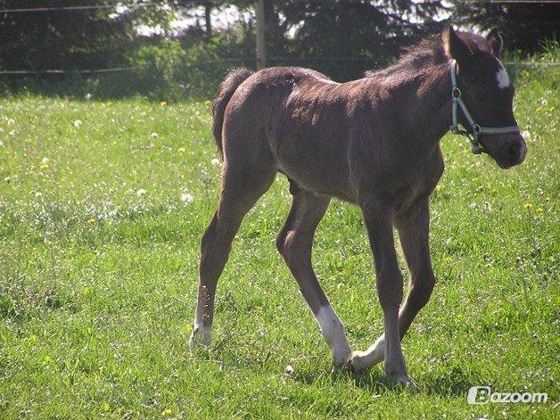 Welsh Cob (sec D) Fronerthig Brenin Arthur RIP billede 3