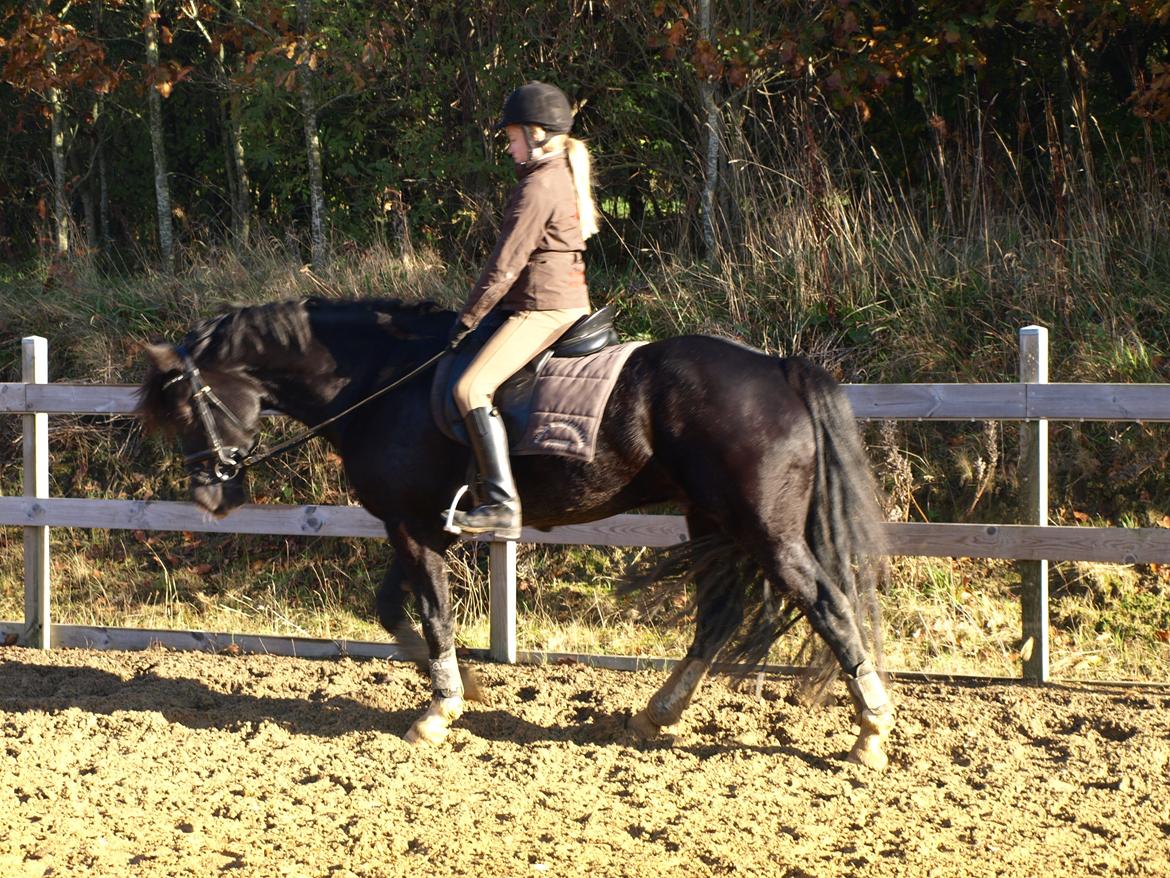 Welsh Cob (sec D) Fronerthig Brenin Arthur RIP billede 5