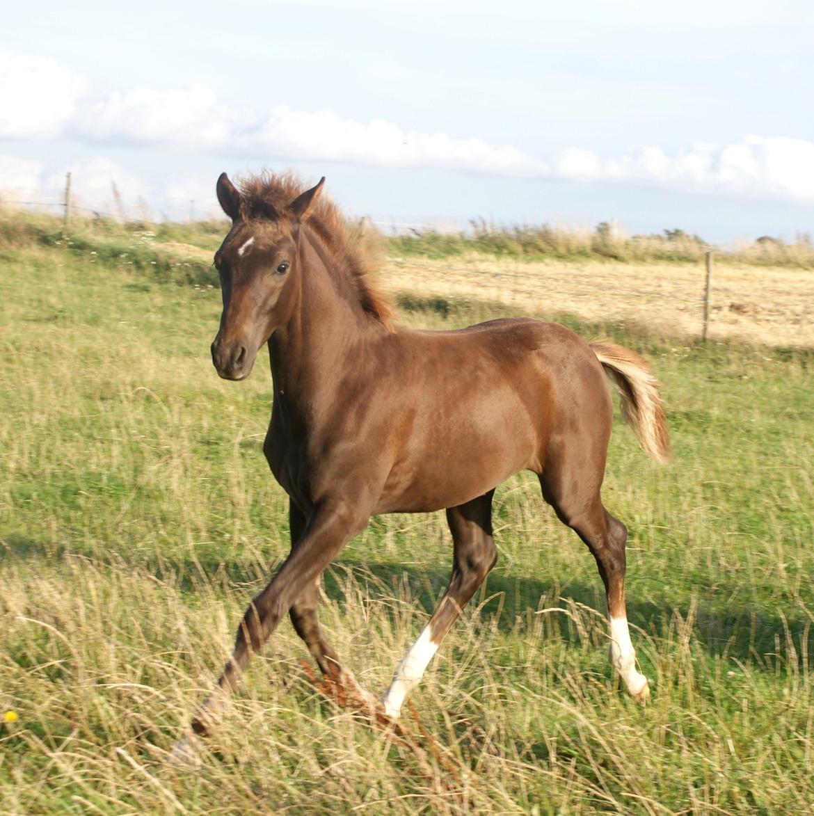 DSP Enzo M - Min lækre dreng billede 9
