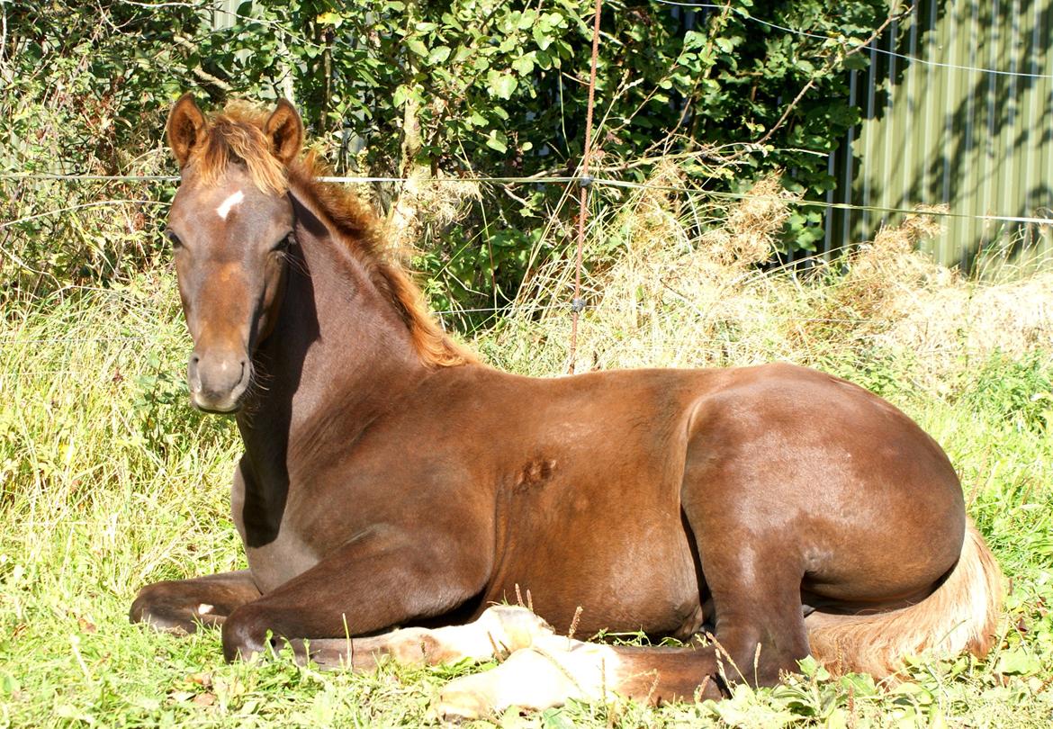 DSP Enzo M - Tid til at putte billede 10