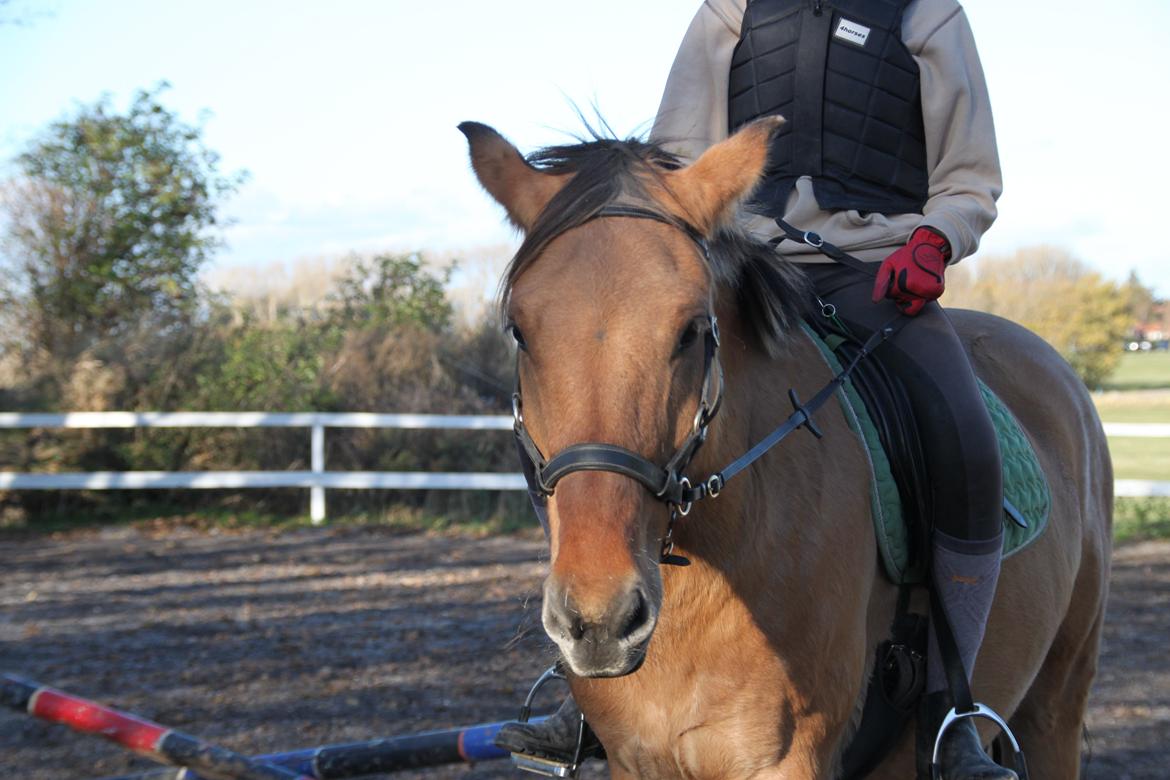 Anden særlig race Gaston *my soulmate*slogt billede 5