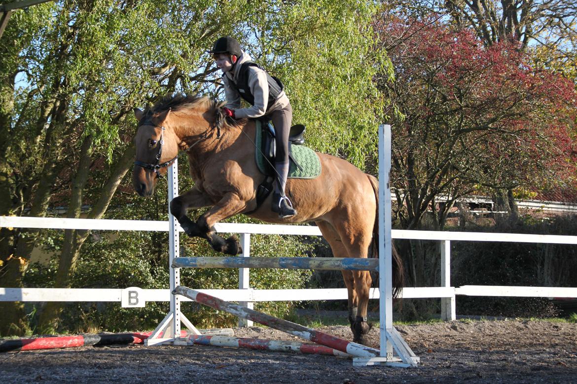 Anden særlig race Gaston *my soulmate*slogt billede 10