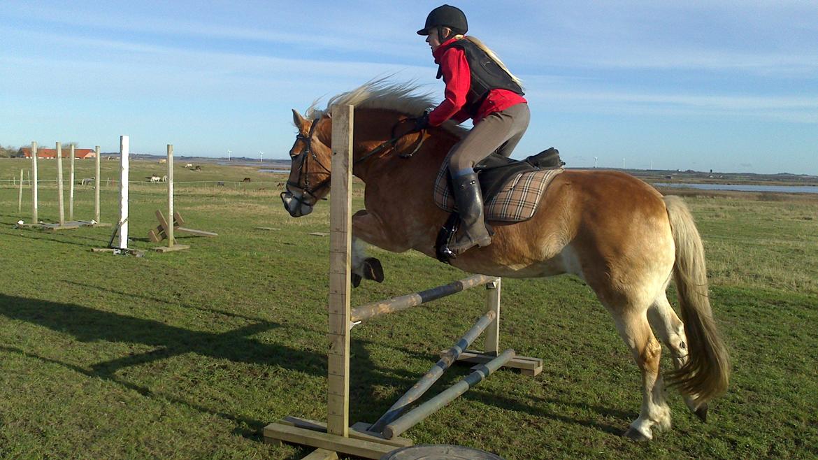 Haflinger Katinka - Første gang jeg springer hende. Man kan godt se at de ekstra 100-150 kg gør hende liiidt tung i røven (-; billede 10