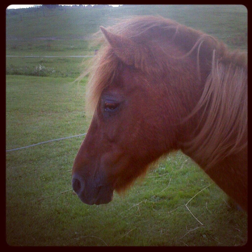 Islænder Musse billede 3