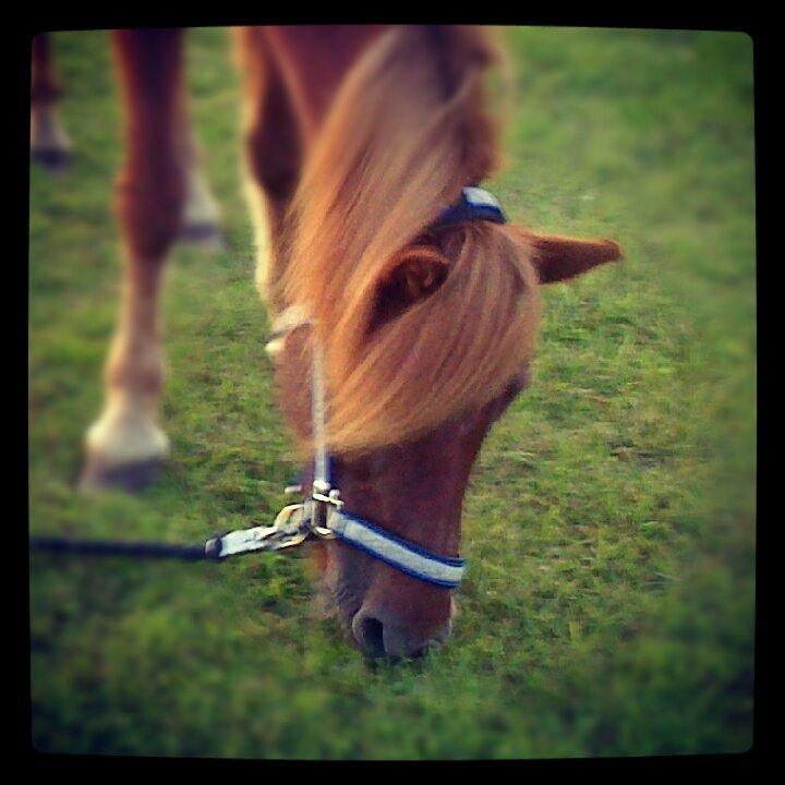 Islænder Musse billede 4