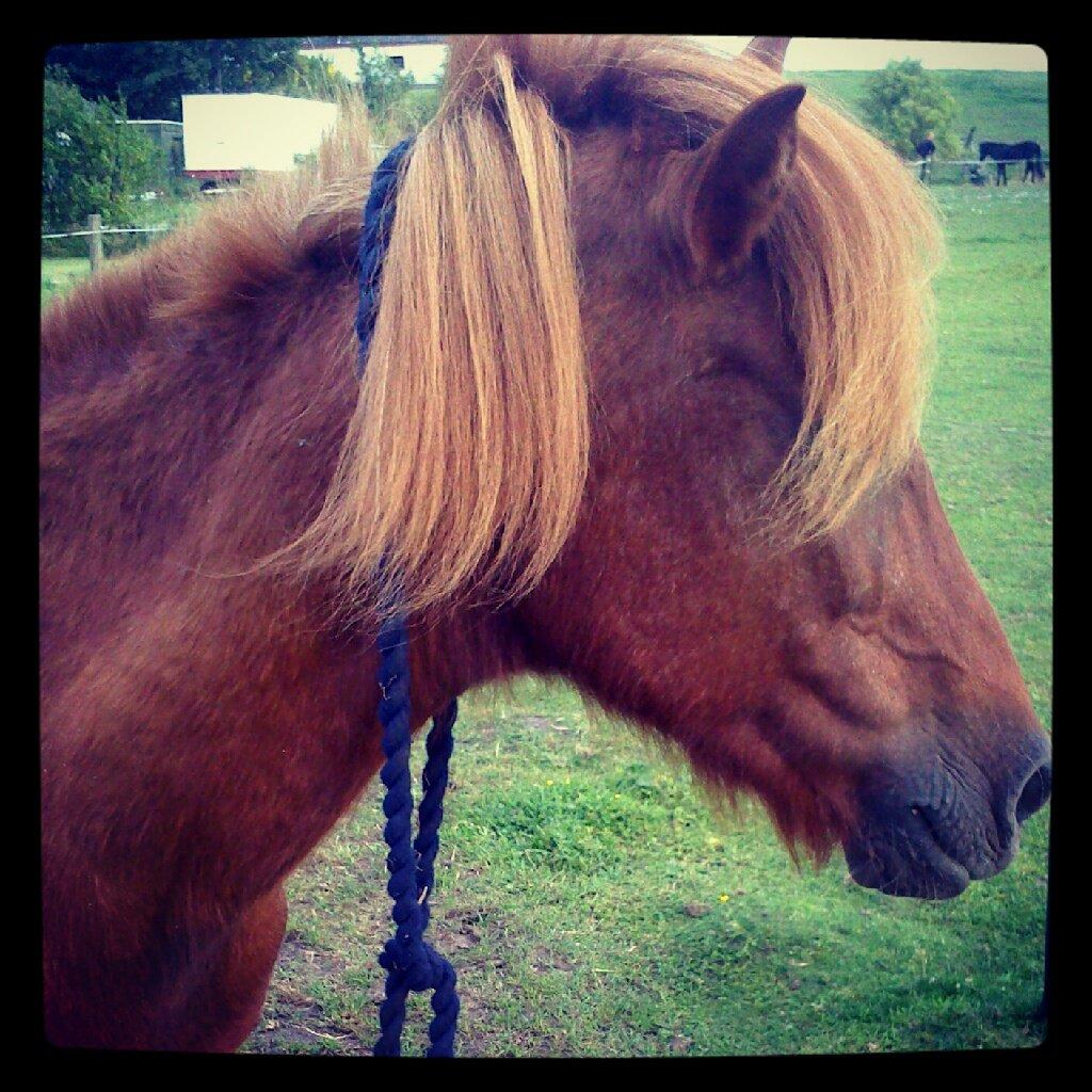 Islænder Musse billede 5