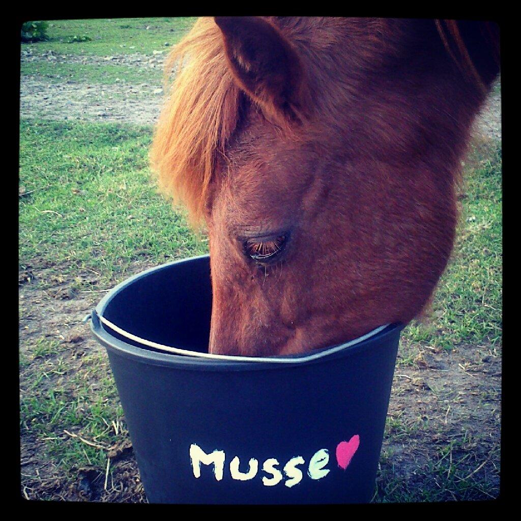 Islænder Musse billede 6