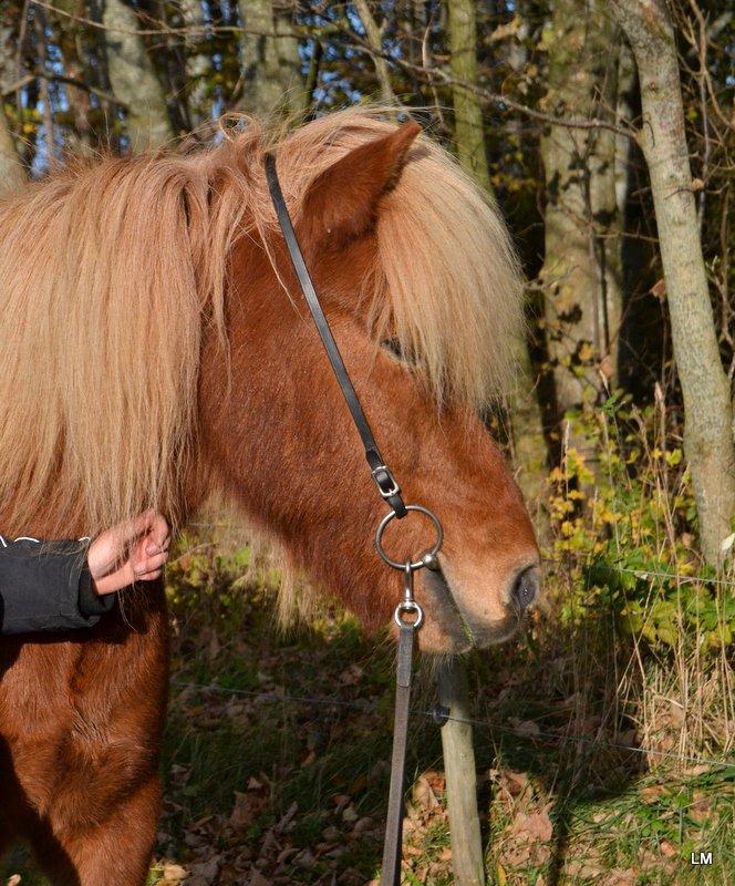 Islænder Torfi fra Ulstrup - Sometimes I Wonder if you is worth figthing for, but when I see your face I'm ready for war <3 billede 14