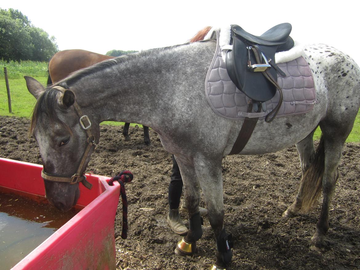 Knabstrupper elmelunds lua lani solgt billede 9