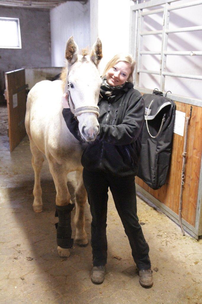 Boulonnais Chantilly billede 12