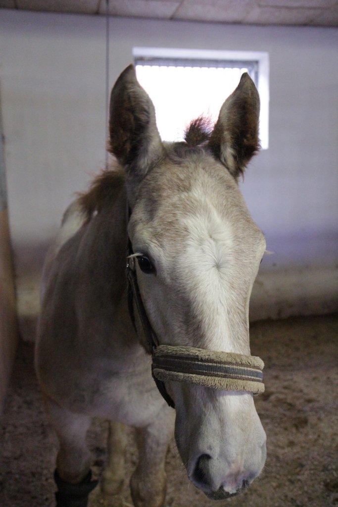 Boulonnais Chantilly billede 13