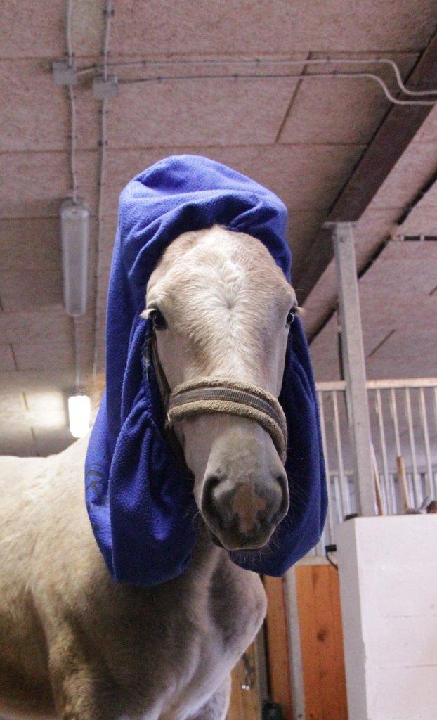 Boulonnais Chantilly billede 14