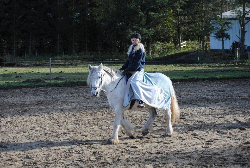 Irish Cob Tøsen *himmelhest* - 28. oktober 2012 billede 18