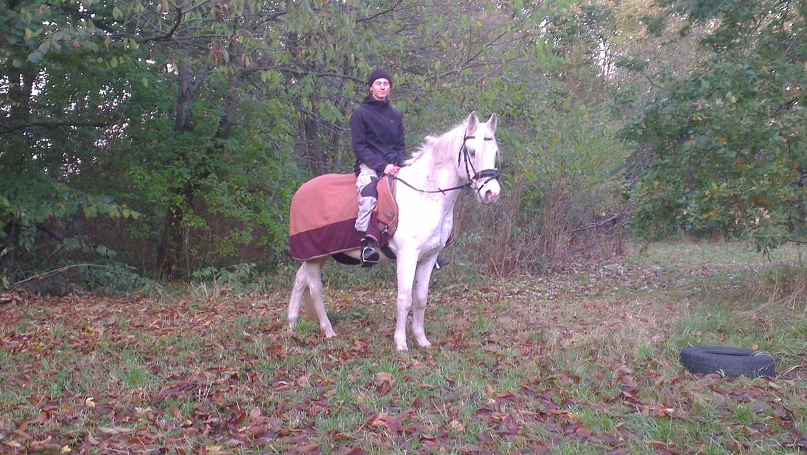 Arabisk fuldblod (OX) Mr M - Prinsen. - Prinsen på den hvide hest :) billede 13