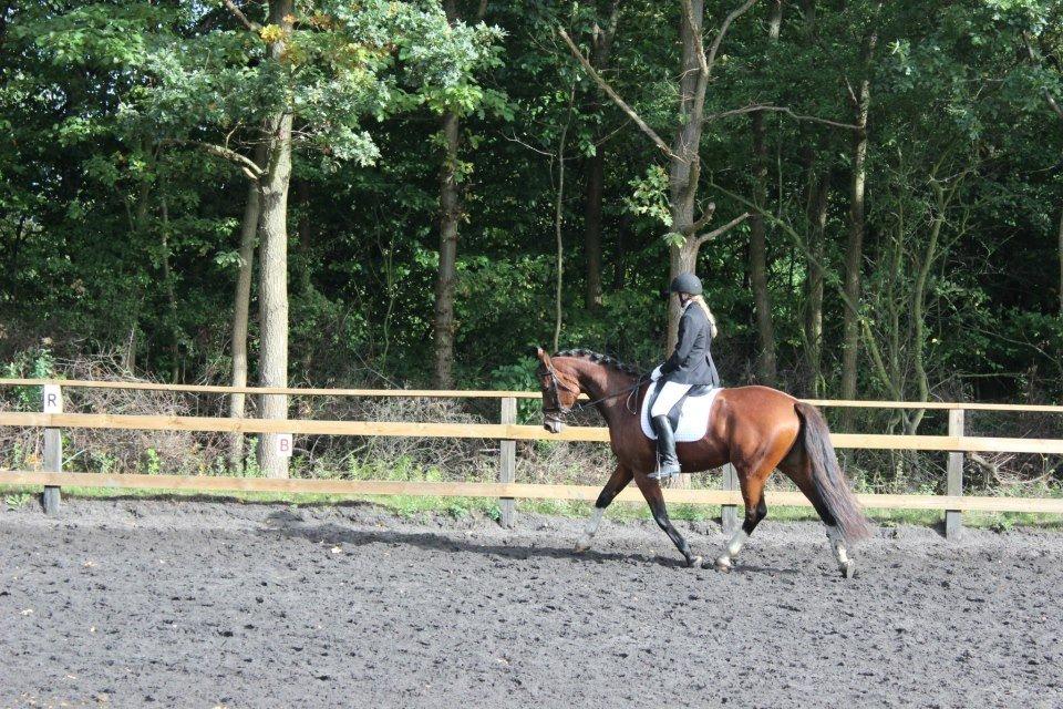 Polsk Varmblod Bielins Cyrenajka billede 2