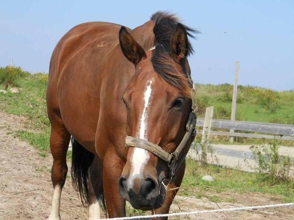 Polsk Varmblod Bielins Cyrenajka - Velkommen til Najkas profil :) billede 1