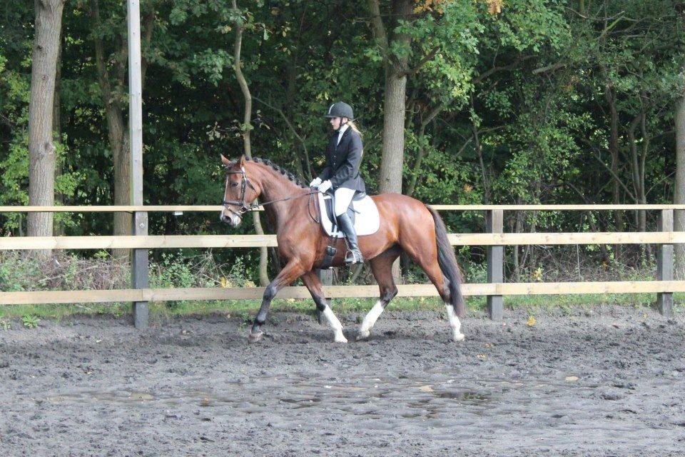 Polsk Varmblod Bielins Cyrenajka billede 4