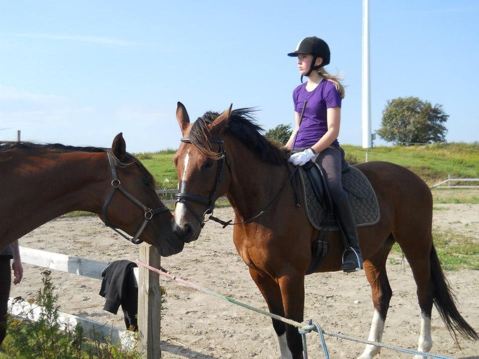 Polsk Varmblod Bielins Cyrenajka - Her ses Najka og Mida... billede 5