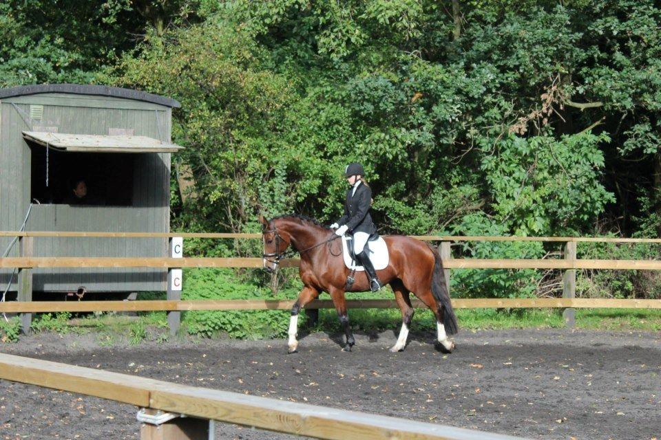 Polsk Varmblod Bielins Cyrenajka billede 6