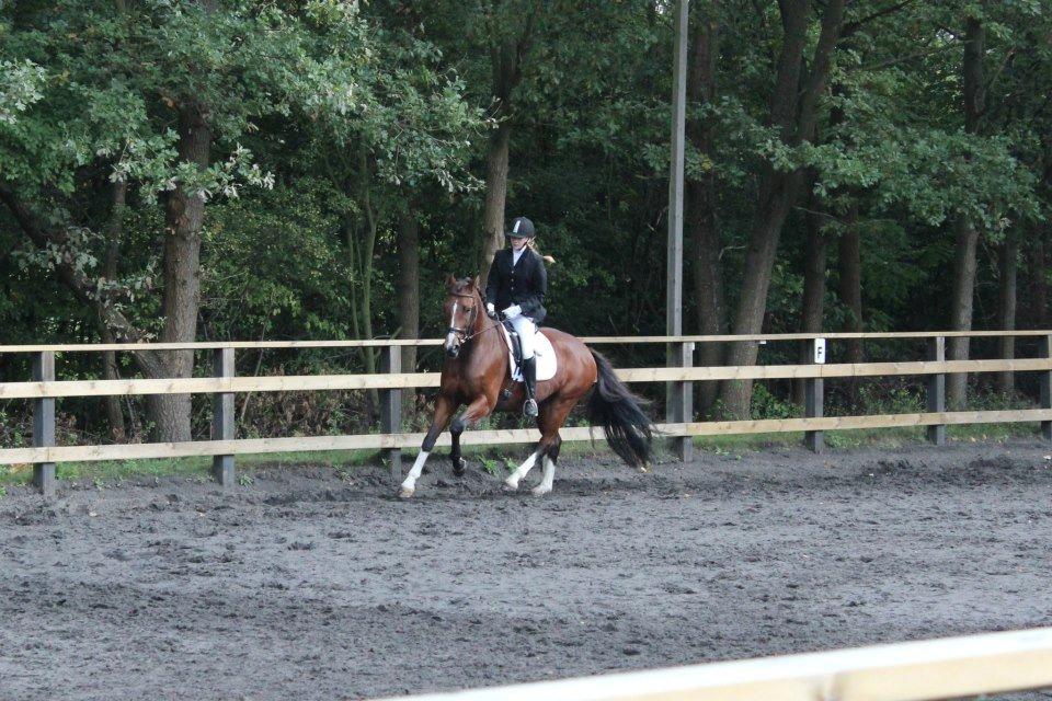 Polsk Varmblod Bielins Cyrenajka billede 8