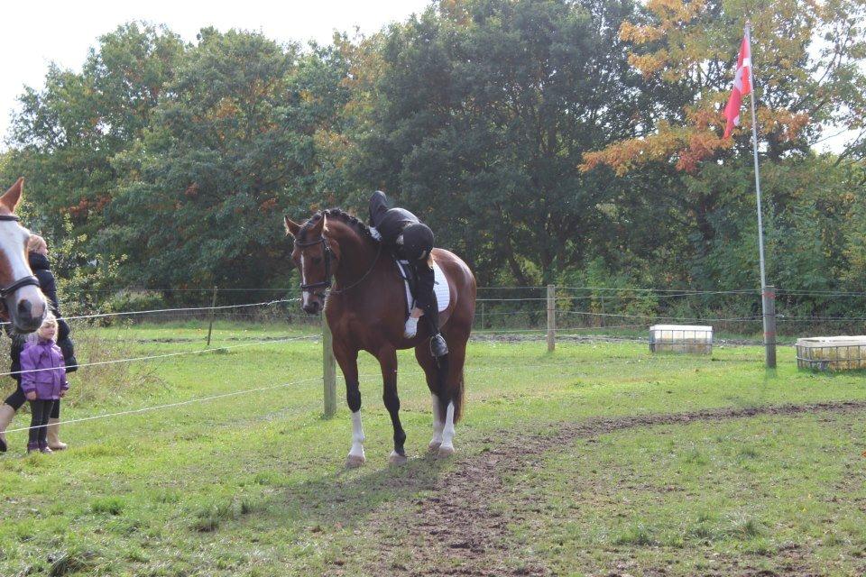 Polsk Varmblod Bielins Cyrenajka billede 9