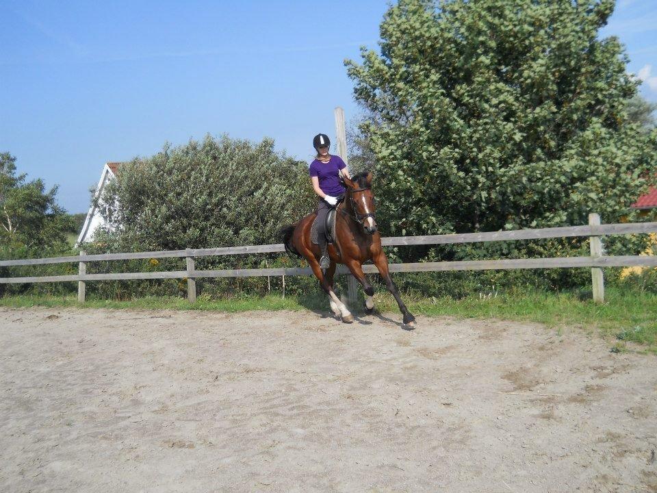 Polsk Varmblod Bielins Cyrenajka billede 10