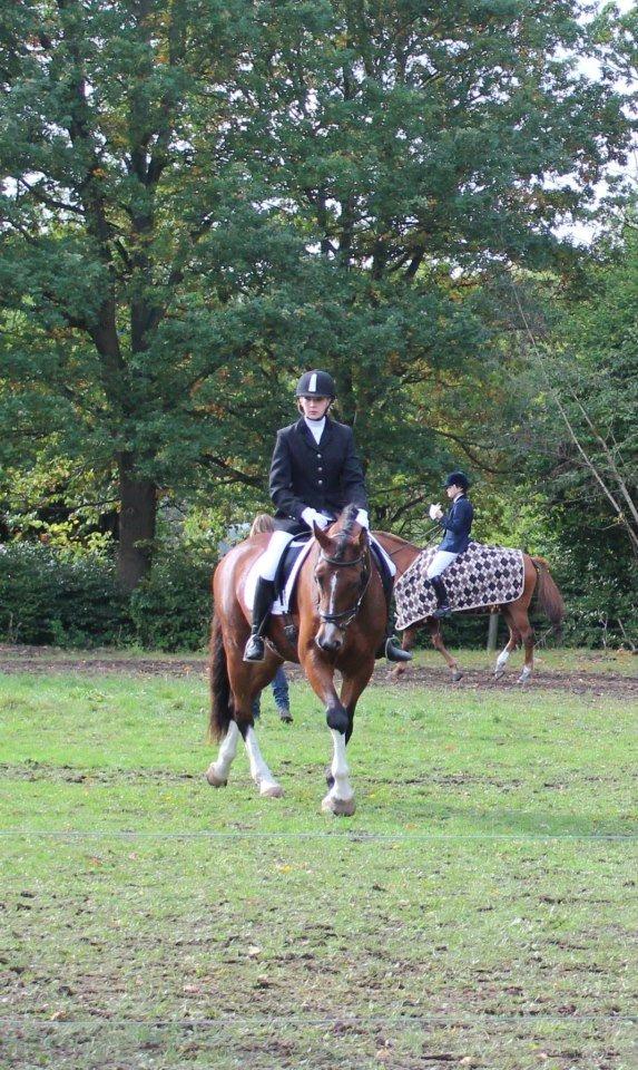 Polsk Varmblod Bielins Cyrenajka billede 11