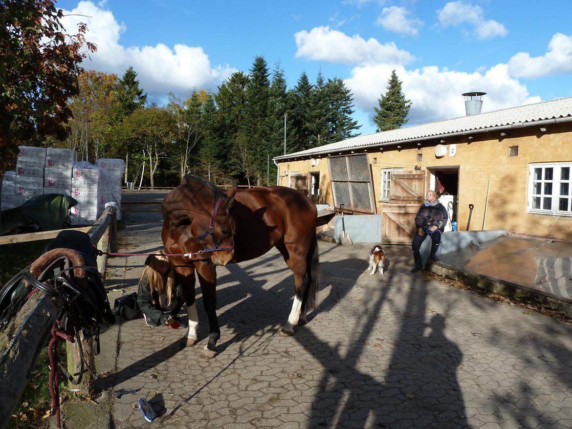 Polsk Varmblod Bielins Cyrenajka billede 13