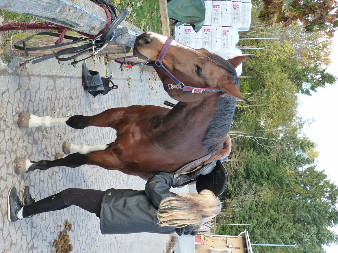 Polsk Varmblod Bielins Cyrenajka billede 14